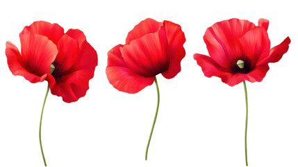 red poppies flower isolated on white background