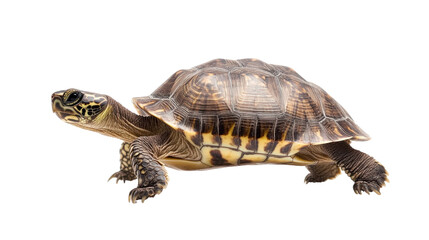 Fototapeta premium turtle isolated on white background