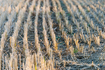 Fototapeta premium autumnal landscape inside the Santa Sofia ring on the Ticino river, Pavia, Italy