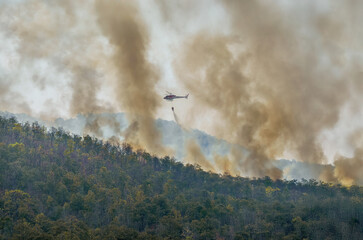 Fire fighting helicopter carry water bucket to extinguish the forest fire.