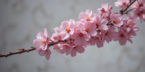 Obraz premium Pink Cherry Blossom in Spring Isolated On White Background.