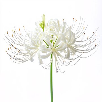 White Spider Lily" Images  Browse 174 Stock Photos, Vectors, and Video |  Adobe Stock
