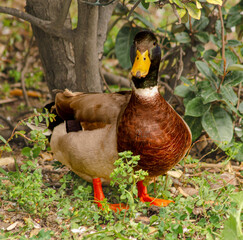 Mallard Duck in Natural Habitat Stunning Wildlife Photography