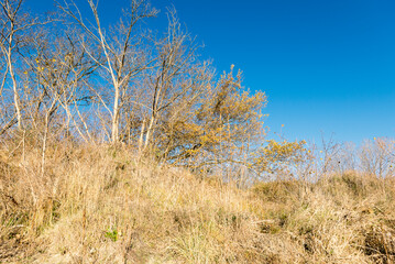 autumnal landscape inside the Santa Sofia ring on the Ticino river, Pavia, Italy