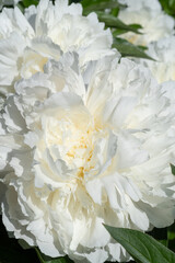 beautiful white needle peony blooming flower as background at sunny day. close up.