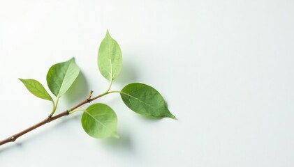 Fototapeta premium Delicate branch on white background with subtle leaves and texture, simplicity, foliage
