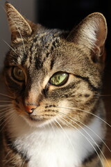 Closeup of a tabby cat's face, green eye in sharp focus, fur patterns visible warm light soft whiskers gaze, natural texture, relaxed lifestyle home, calm domestic pet