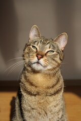 Obraz premium Closeup tabby cat's face, green eye in sharp focus, fur patterns visible warm light soft whiskers gaze, natural texture, relaxed lifestyle home, calm domestic pet, wildlife animal indoors, sunny fur