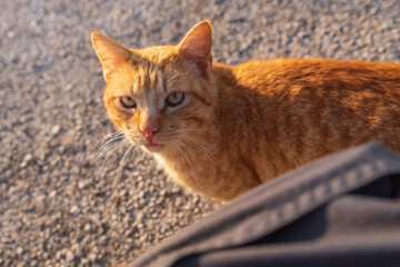orange cat shot in the street