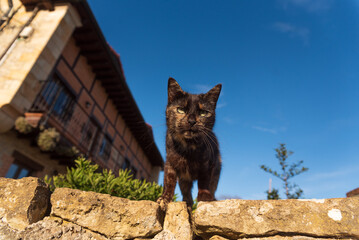 carey cat shot outside in garden