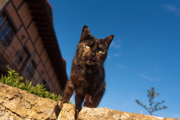 carey cat shot outside in garden