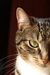 Closeup of a tabby cat's face, green eye in sharp focus, fur patterns visible warm light soft whiskers gaze, natural texture, relaxed lifestyle home, calm domestic pet