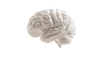 Brain's inner workings: An isolated view of the human brain emphasizing the intricate folds and structures that govern thought and function, a symbol of human intelligence.