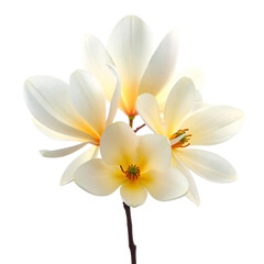 Naklejka premium white frangipani flower isolated on transparent background. Generated Ai