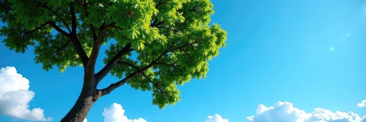 Fototapeta premium Trunk and branches of tree against clear blue sky, cloud, blue