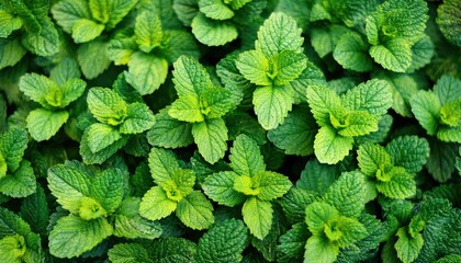 fresh mint leaves in vibrant green hues, perfect for food backgrounds, herbal medicine, tea packaging, and organic branding


