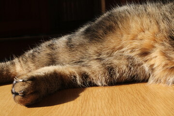 Closeup tabby cat's face, green eye in sharp focus, fur patterns visible warm light soft whiskers gaze, natural texture, relaxed lifestyle home, calm domestic pet, wildlife animal indoors, sunny fur
