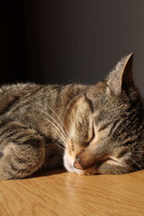 Closeup of a tabby cat's face, green eye in sharp focus, fur patterns visible warm light soft whiskers gaze, natural texture, relaxed lifestyle home, calm domestic pet