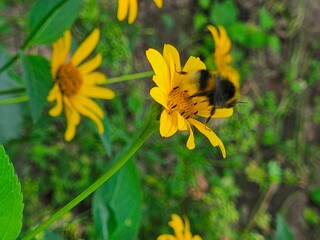 Fototapeta premium A bee lands on a flower. The petals sway gently. The vibration of the wings stops. A moment – ​​and she is in the air again.