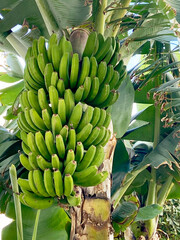 Bunch of green bananas growing in a Canarian banana plantation in Tenerife, Canary Islands, Spain.Selective focus.  © svf74