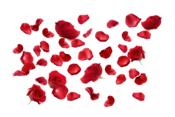 flowers petals on transparent background