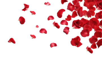 red rose flowers petals on transparent background