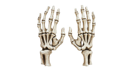 Skeleton of human hands isolated on white background