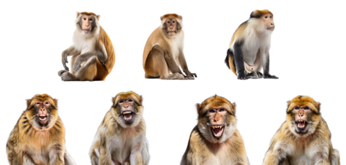 A group of playful monkeys displaying various expressions and poses.
