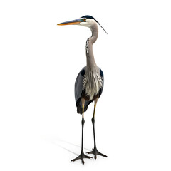 Obraz premium Low angle view of egret perching on branch against clear sky,Camargue,France