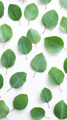 Natural Eucalyptus Leaves Composition for a Modern Aesthetic