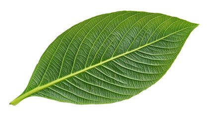 Green leaf on a white. AI Generated Images