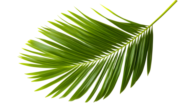 Tropical lush green leaf of palm tree isolated on white background. AI Generated Images
