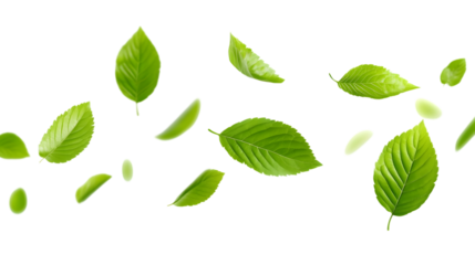 Green Floating Leaves Flying Leaves Green Leaf Dancing on white background. AI Generated Images