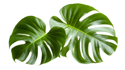 Green tropical monstera leaf isolated on white background. AI Generated images