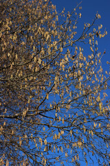 Yellow male flowers of a common hazel tree against blue sky on winter. Corylus avellana tree in bloom
