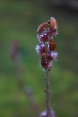 Close-up of blooming Japanese Willow pink flowers covered by raindrops. Salix gracilistyla 'Mt. Aso' on early springtime