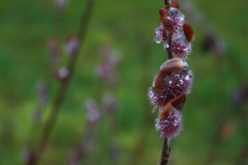 Close-up of blooming Japanese Willow pink flowers covered by raindrops. Salix gracilistyla 'Mt. Aso' on early springtime
