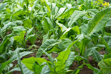 Growing tobacco plants in a lush green farm environment agriculture scene close-up perspective