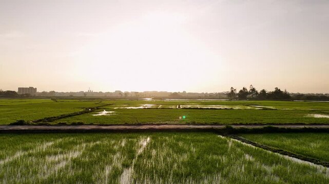 Flying over rice fields, Hoi An, Vietnam -  dolly shot sunset - (4K)