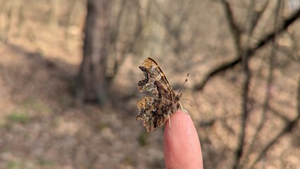 Selective focus of butterfly in the woods 