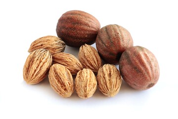 brown fruits and seeds of  Davidia Involucrata-Var.Vilmoriniana tree - Nyssaceae Family