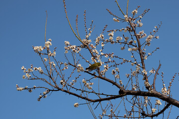 開花した梅の花とメジロ