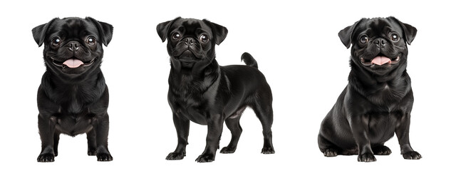 Obraz premium Collection of black Pug on transparent background