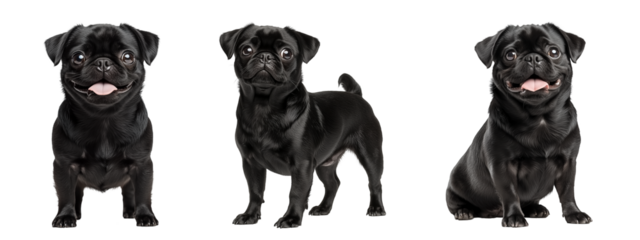 Collection of black Pug on transparent background