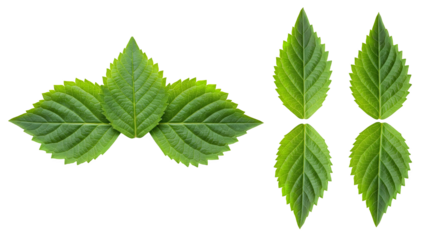 Vibrant Green Serrated Leaves with Symmetrical Natural Veining