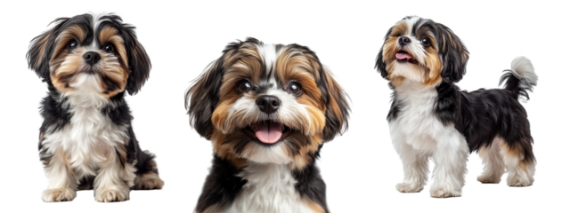 Collection of Shih tzu dog with a smile on transparent background
