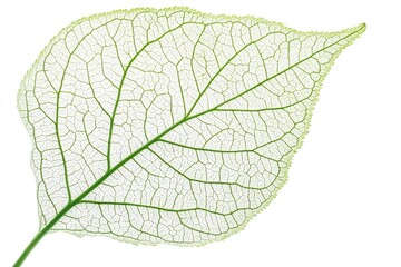 Obraz premium Delicate translucent leaf structure. Detailed, light-green veins, thin, fragile, leaf skeleton