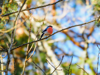 Bullfinch on a branch