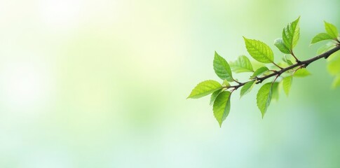 Single branch with delicate leaves on white background, nature, trees, greenery