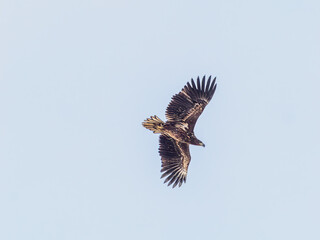 White-tailed eagle in flight
